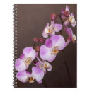 Search for orchid notebooks Photography