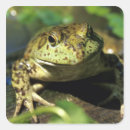 Recherche de taureaux autocollants Faune