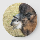 Recherche de chameau horloges Animal