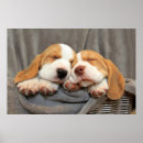Search for puppy posters Photography