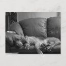 Search for charities horizontal postcards Dogs