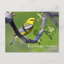 Search for winged photography Birding