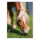 Search for pferd postcards Pony