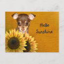 Search for sunflower lover postcards Cute
