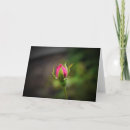 Recherche de rosebud vœux cartes Jardin