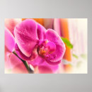 Search for pink orchid posters Home