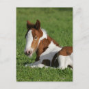 Search for gypsy vanner cards invites Foal