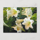 Recherche de lilium cartes postales Blanc