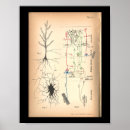 Recherche de neurones posters Médical