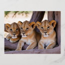Search for lion cub postcards Nature