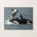 Search for orca whale puzzles Alaska