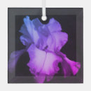 Search for iris ornaments Petals
