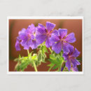Search for geranium postcards Flowers