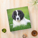 Search for cutest binders Puppy
