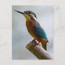 Recherche de petit oiseau cartes postales Branche