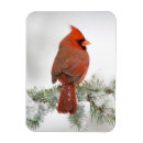Recherche de atlas magnets Faune