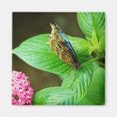 Recherche de papillon bleu de morpho magnets Nature