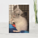 Search for chinchilla cards Sweet