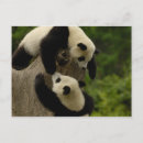 Recherche de pandas géants cartes postales Chine