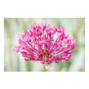 Recherche de allium posters Flore