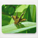 Search for butterflys mousepads Animal