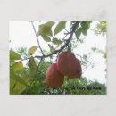 Search for jamaican postcards National