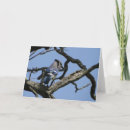 Search for blue jay cards Photography