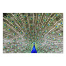 Recherche de paon fier art Coloré