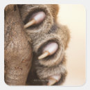 Search for tiger close up stickers Vertical