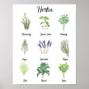 Search for rosemary herb posters Botanical