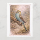 Recherche de perruche bleue cartes postales Animal