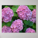 Recherche de hortensia posters Botanique