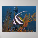 Recherche de bananier posters Nature