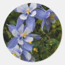 Search for columbine flowers stickers Purple