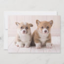 Search for corgi thank you cards Pet