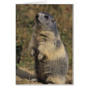 Search for marmota Nature