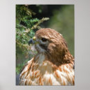 Recherche de rouge épaulé posters Faune
