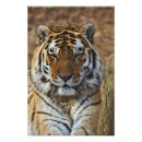 Recherche de captifs posters Zoo
