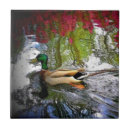 Search for duck tiles Home