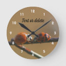 Recherche de coccinelles horloges Insecte