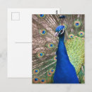 Recherche de vanité cartes postales Animal