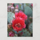 Search for deep in postcards Photography