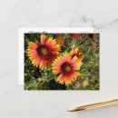 Search for blankets postcards Nature