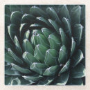 Search for perennial coasters Flower