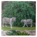 Search for tiger face tiles Ceramic