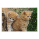 Search for orange door posters Cats