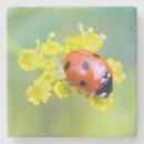 Search for pollen coasters Nature