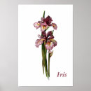 Recherche de purple iris posters Botanique