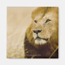 Search for lion portrait magnets Wildlife