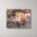 Search for wild fox canvas prints Mammal